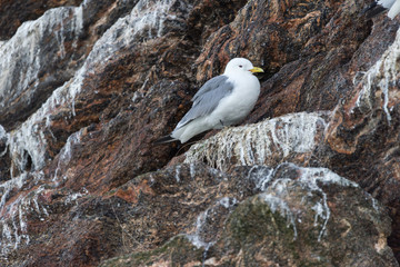 Closeup of Seagulls