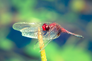 Red dragonfly with spread wings close up resting on a stick with intense bright green background out of focus due to shallow depth of field macro photo.