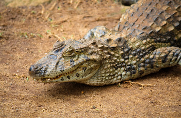 Spectacled caiman or common white caiman (Caiman crocodilus) close-up on a sandy area. Focus emphasizing the animal head, the yellow eye and partly open mouth with pronounced teeth