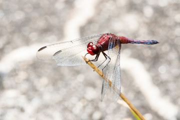 Red dragonfly with spread wings close up resting on a stick with intense bright grey empty background out of focus due to shallow depth of field macro photo.