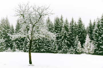 Tree without leaves on foreground and spruce tree forest covered by fresh snow during Winter Christmas time. This winter scene is almost duotone due to contrast between frosty trees, snow and sky