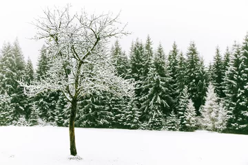 Photo sur Plexiglas Hiver Tree without leaves on foreground and spruce tree forest covered by fresh snow during Winter Christmas time. This winter scene is almost duotone due to contrast between frosty trees, snow and sky