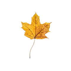 maple leaf