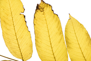 three yellow autumn leaves