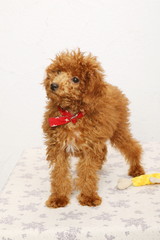 トイプードルの仔犬