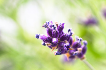 Close up of single isolated purple lavender flower in a out of focus light green background due to very shallow depth of field macro photography.
