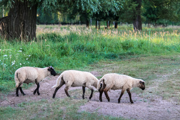 Obraz na płótnie Canvas Group of three black-headed sheep walking and eating on green pasture meadow under trees.