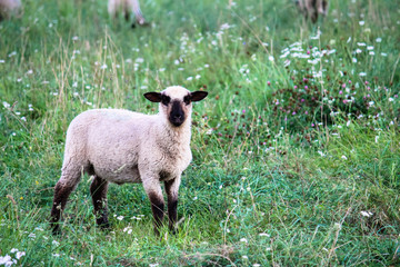 Portrait of black-headed sheep walking and eating on green pasture meadow and looking straight into...