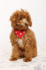 トイプードルの仔犬