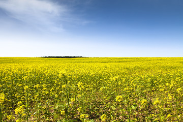 Rapeseed field with blossoming yellow canola flowers (genus Brassica) during a sunny summer day...
