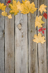 Naklejka na ściany i meble red and yellow fallen autumn leaves