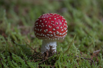 Fliegenpilz auf bemoostem Waldboden