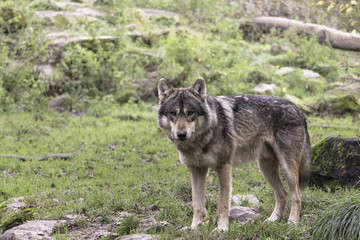 Naklejka na ściany i meble Eurasian wolf - Gray wolf (Canis lupus lupus) in the wild, Sainte-Croix, France