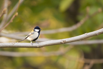 Japanese tit perches on a twig in a grove.
