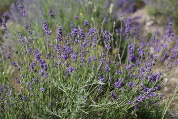 Flowering lavender field in June on the peninsula of Crimea