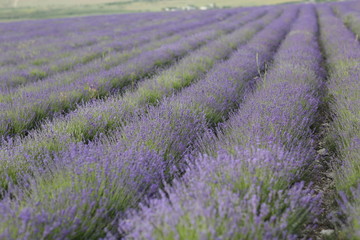 Naklejka na ściany i meble Flowering lavender field in June on the peninsula of Crimea
