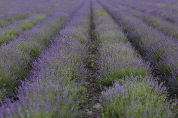 Naklejka na ściany i meble Flowering lavender field in June on the peninsula of Crimea