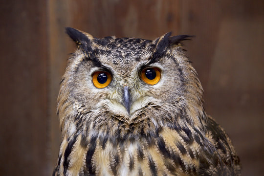 973 件の最適な ミミズク 画像 ストック写真 ベクター Adobe Stock