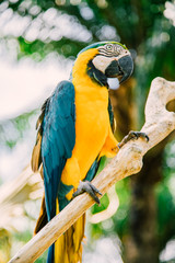 Blue yellow Macaw Parrot bird. Ara Ararauna