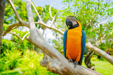 Blue yellow Macaw Parrot bird. Ara Ararauna