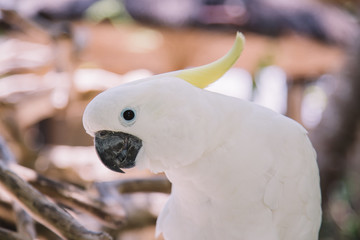 Big white parrot bird with yellow crest. Cockatoo, Sulphur-crested
