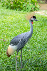 Grey crowned crane on green grass. Balearica Regulorum