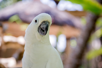 Big white parrot bird with yellow crest. Cockatoo, Sulphur-crested