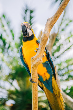 Blue yellow Macaw Parrot bird. Ara Ararauna