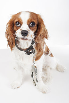 Dog with handcuffs. Cavalier king charles spaniel in studio illustrate crime. Illustration against animal cruelty. Blenheim dog hold handcuffs. Cute.Beautiful friendly cavalier king charles spaniel