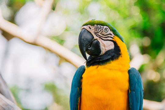 Blue yellow Macaw Parrot bird. Ara Ararauna