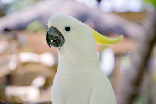 Big white parrot bird with yellow crest. Cockatoo, Sulphur-crested