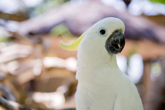 Big white parrot bird with yellow crest. Cockatoo, Sulphur-crested