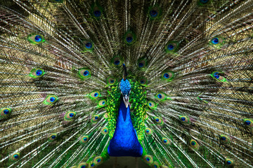 Male peacock bird. Open feathers tail. Pavo Cristatus