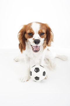 Dog with toy ball. Cavalier king charles spaniel dog puppy with toy soccer ball soft little football on white studio background. Cute puppy photo for every conceptBeautiful friendly cavalier king