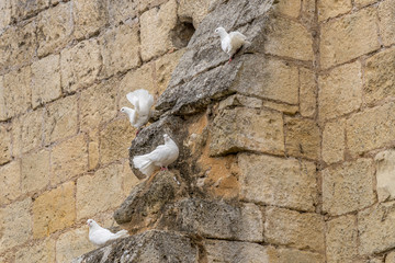 white doves in Cordeliers cloister, Saint-Emilion