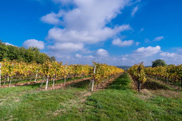 Fototapeta na wymiar Autumn sunset on vineyards around Saint-Emilion with hills grapes and trees in Medoc region near Bordeaux France