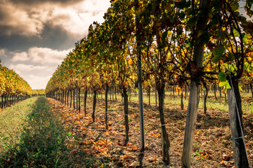 Autumn sunset on vineyards around Saint-Emilion with hills grapes and trees in Medoc region near...