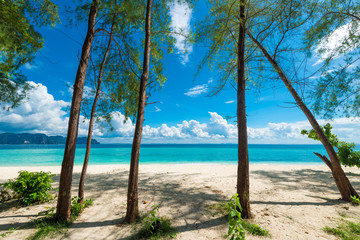 Fototapeta na wymiar tropical trees on the sandy shore of the island and a view of the Andaman Sea, Thailand