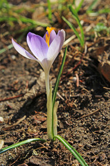 Crocus purple spring flower in garden. Rare winter flower. Iridaceae crocus heuffelianus. Yellow and purple eatable little flower. Photo.