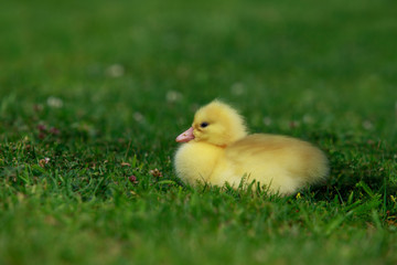 little yellow duckling