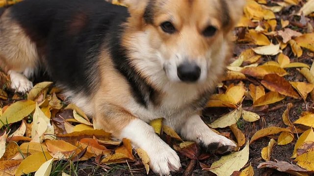 The amusing dog begs for food. Dog breed Welsh Corgi Pembroke on a walk in a beautiful autumn forest.
