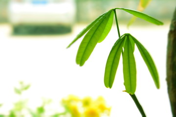 Green bamboo leaves on white background.
