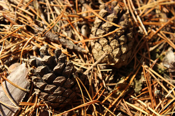 Pinecones