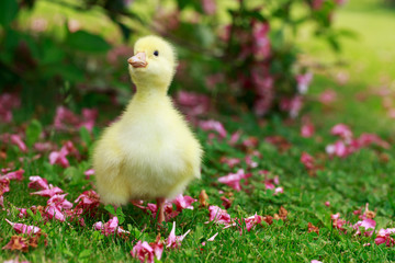 little yellow duckling