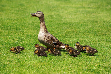 duck with ducklings