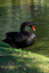 Fototapeta premium beautiful black swan