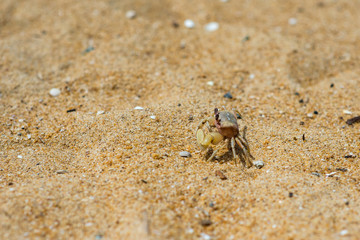 crab
