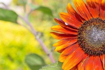 Sunflower natural background. Sunflower blooming. Close-up of sunflower.
