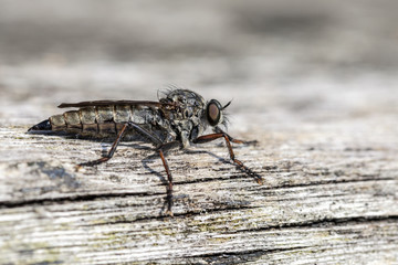 Raubfliege - Asilidae auf einem Holzstamm - Makroaufnahme