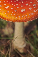 Fliegenpilz - Amanita muscaria - Makroaufnahme vom Hut